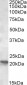 Goat Anti-POLR2G Antibody
